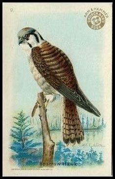 9 Sparrow Hawk